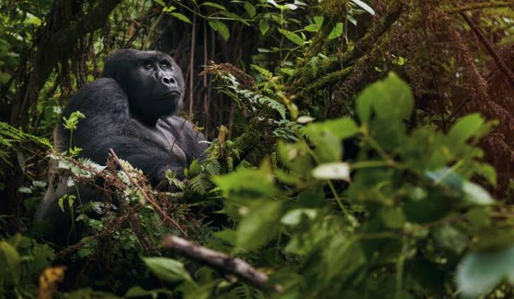 Tailor Made Rwanda Gorilla Safari Planner