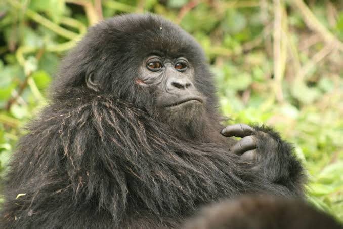 Custom Luxury Gorilla Safari Planner in Rwanda