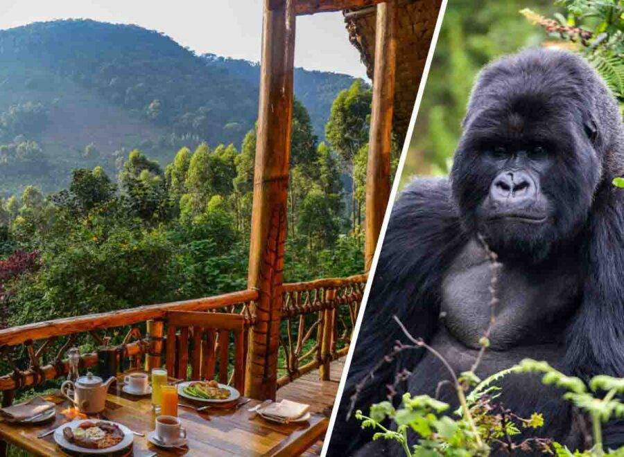 Tailor Made Uganda Gorilla Safari Planner