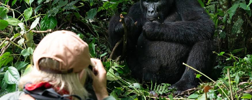 Tailor Made Gorilla Safari with Wildlife Add-ons