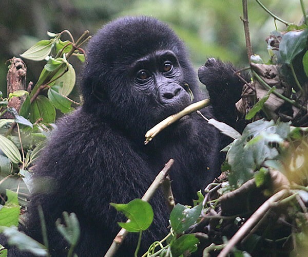 Custom Luxury Gorilla Safari Planner