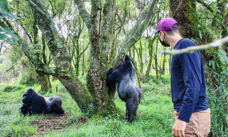 December to February Luxury Gorilla Trekking Season