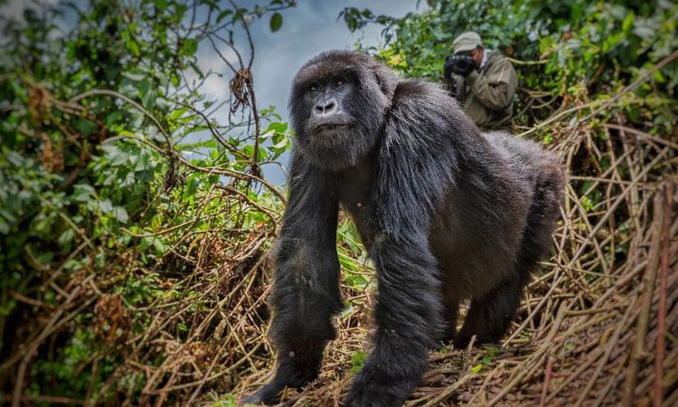 December to February Gorilla Trekking Guide
