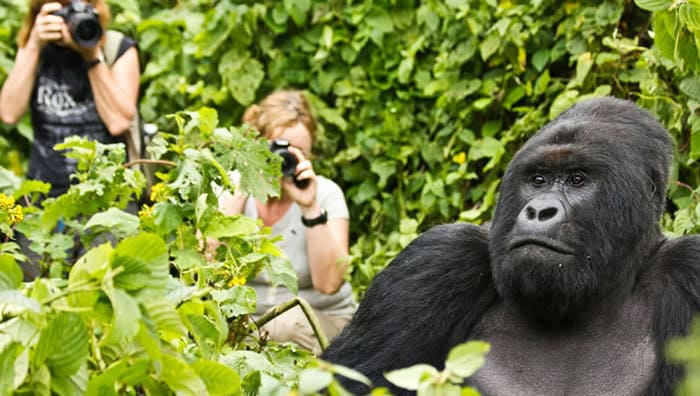Travelers should remain calm, avoid direct eye contact with dominant silverbacks, refrain from touching the