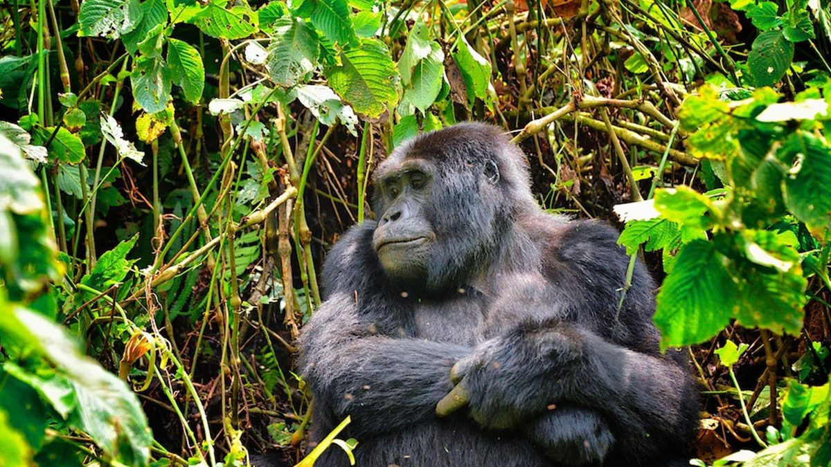 Several factors determine how difficult a particular gorilla trek may be. One of the most significant is the location of the gorilla family being visited. Some gorilla groups remain relatively close to 