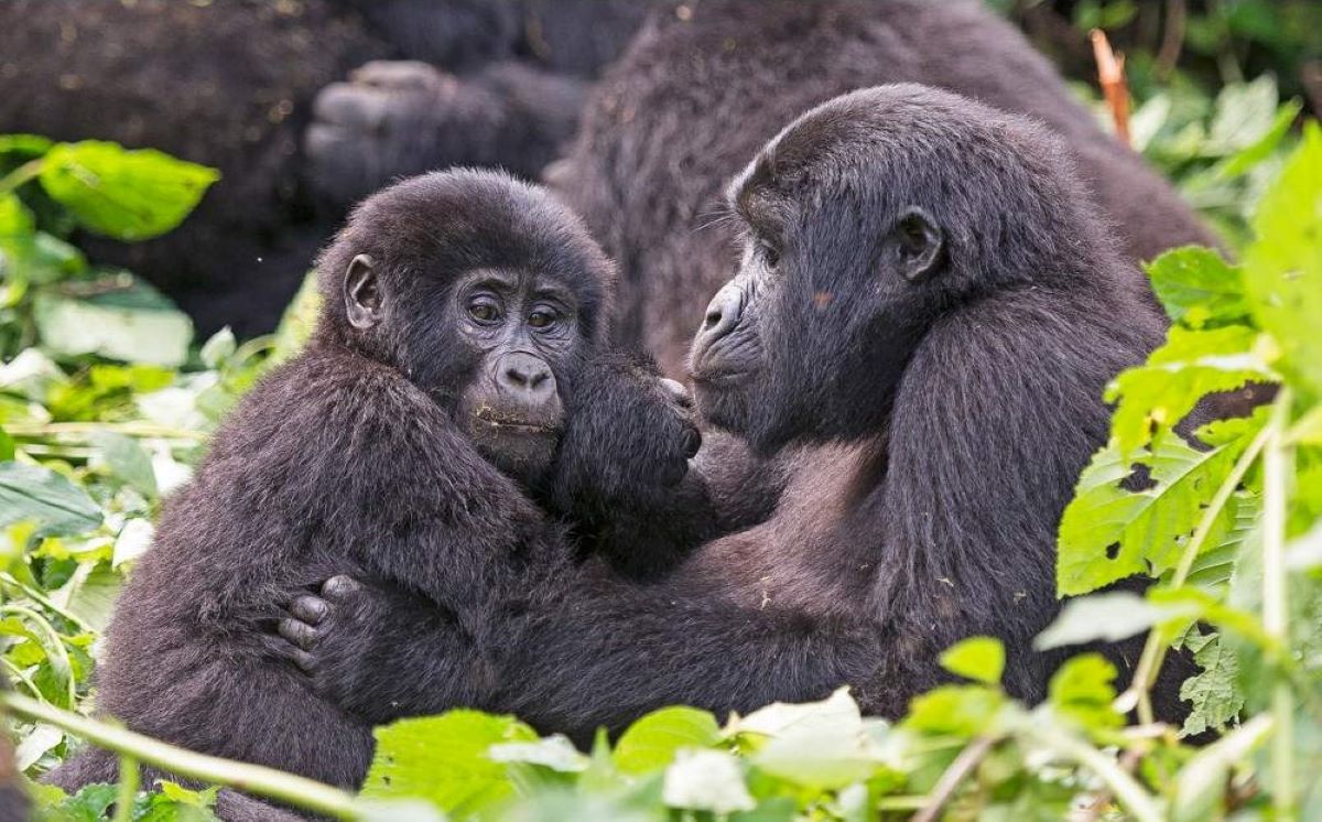 Family Gorilla Safari Deals