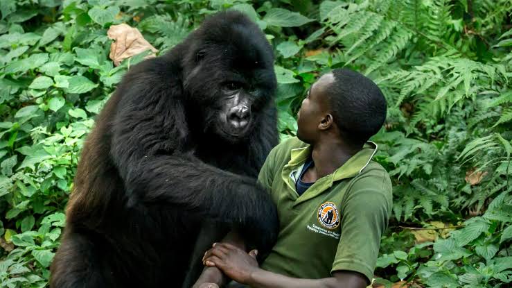 Luxury Gorilla Safari Discounts for Families
