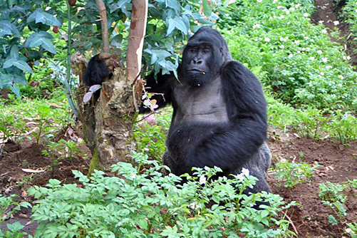 Rwanda Gorilla Permit Checker System