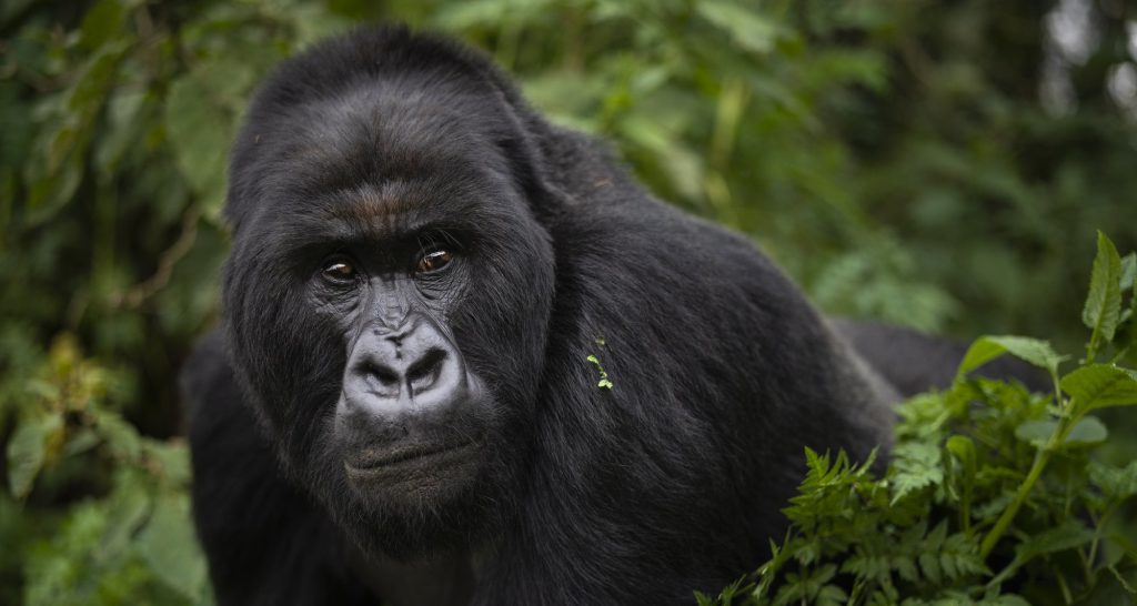 Gorilla Trekking Destinations for Your Luxury Safari