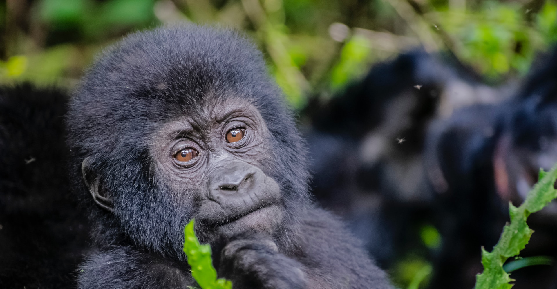 Luxury Gorilla Safari Destinations