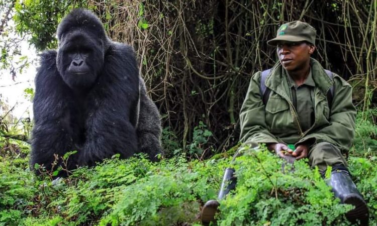 Responsible Gorilla Trekking Experience