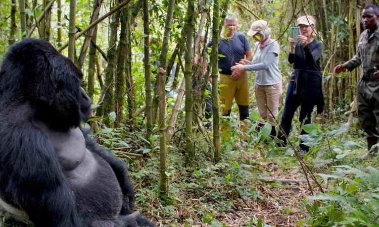 Gorilla Trekking Etiquette for Luxury Travelers