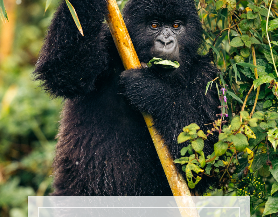 Luxury Gorilla Trekking Etiquette