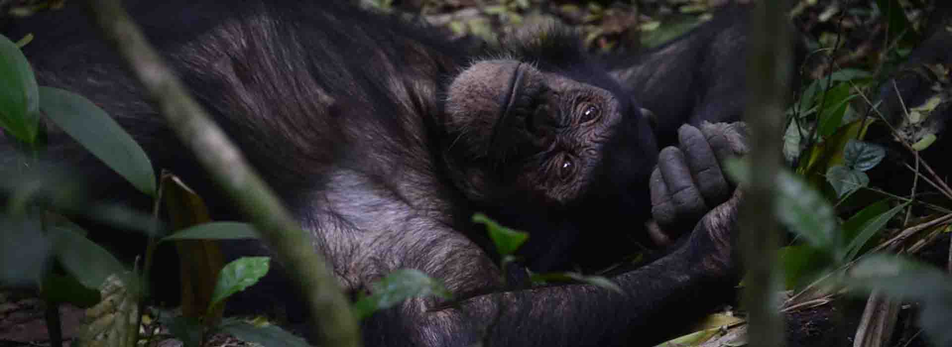 Luxury Gorilla Trekking Adventure