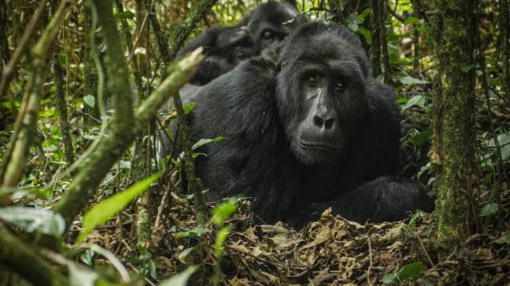 Gorilla Trekking Experience in Congo