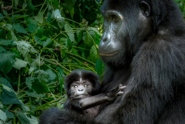 The shorter rainy season from October to November also provides excellent photography opportunities. During this period, the forests are exceptionally lush, waterfalls are often at their most dramatic, and landscapes appear vibrant and full of