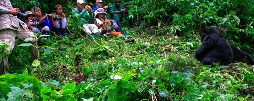 Group Luxury Gorilla Safari Discounts