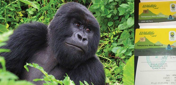 Family Gorilla Permit Availability System