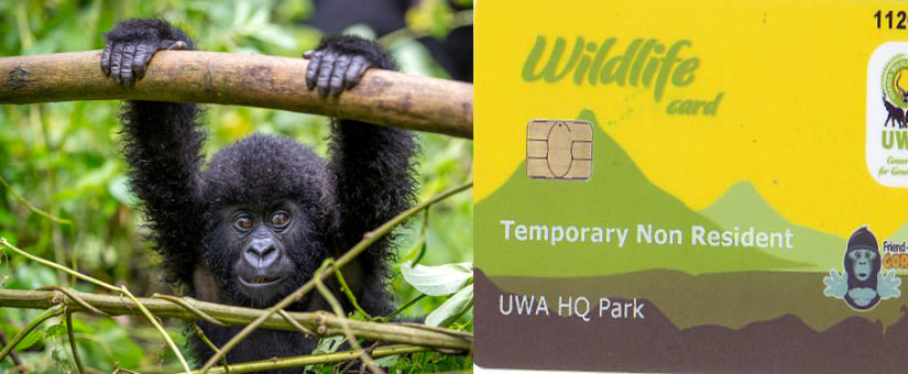 Group and Family Gorilla Permit Availability Checker