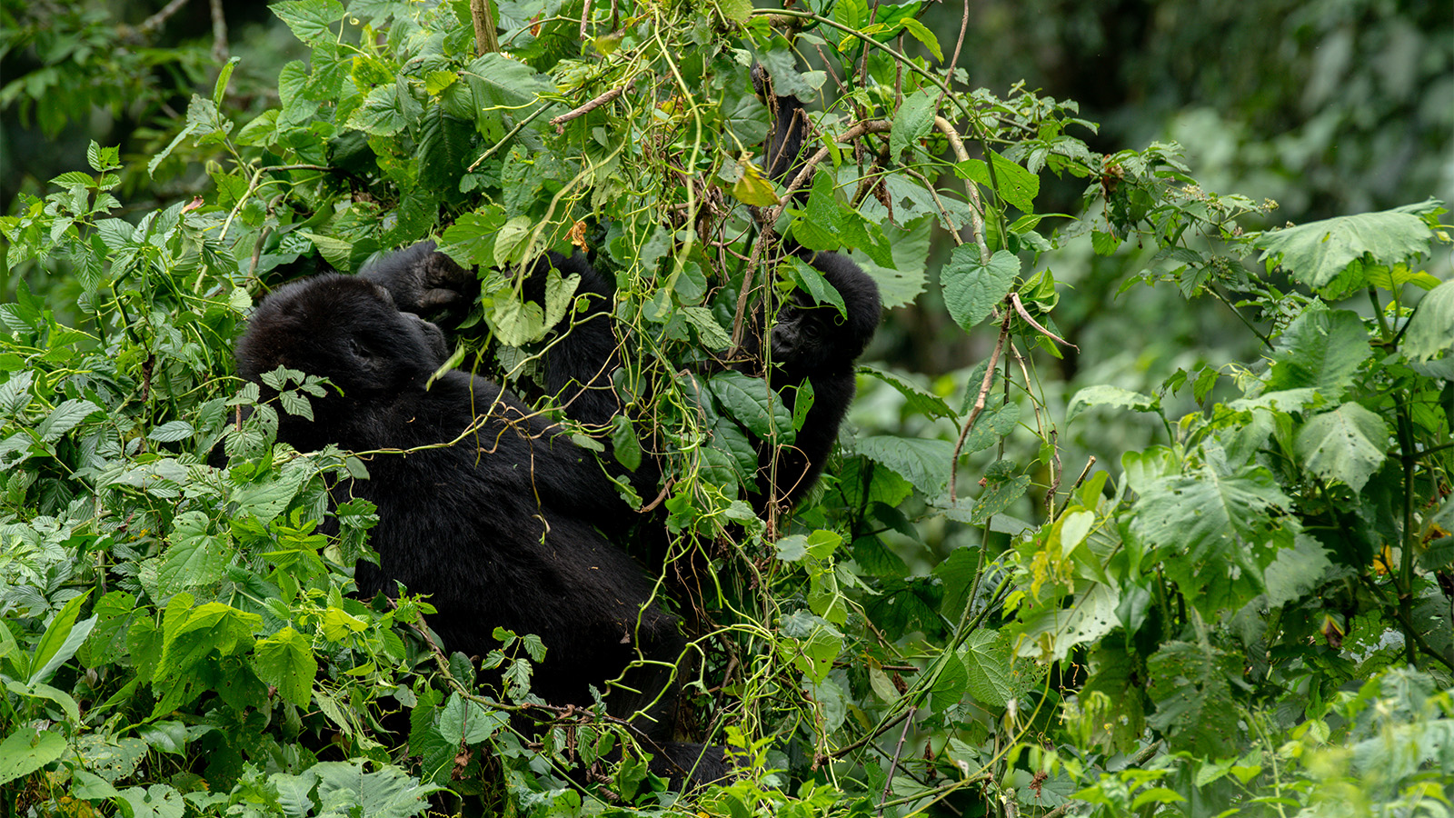 Luxury travelers are encouraged to monitor their health before their safari and communicate openly with guides 