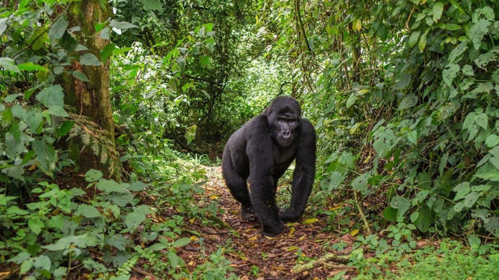 One of the most important aspects of Accessible Luxury Gorilla Trekking is matching travelers with gorilla families that require shorter and less demanding treks whenever possible. Park authorities and guides work closely with safari operators to identify gorilla groups that are located closer to