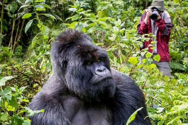 Luxury Gorilla Trekking Experience