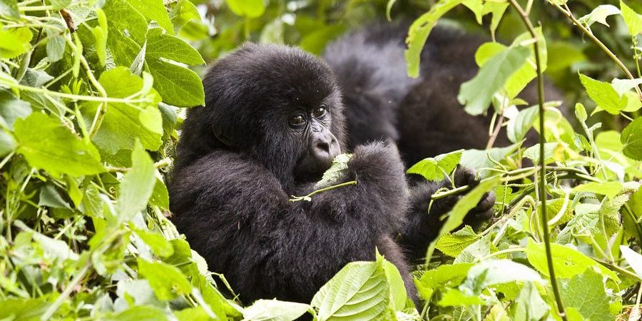 Luxury Gorilla Trekking in Uganda and Rwanda