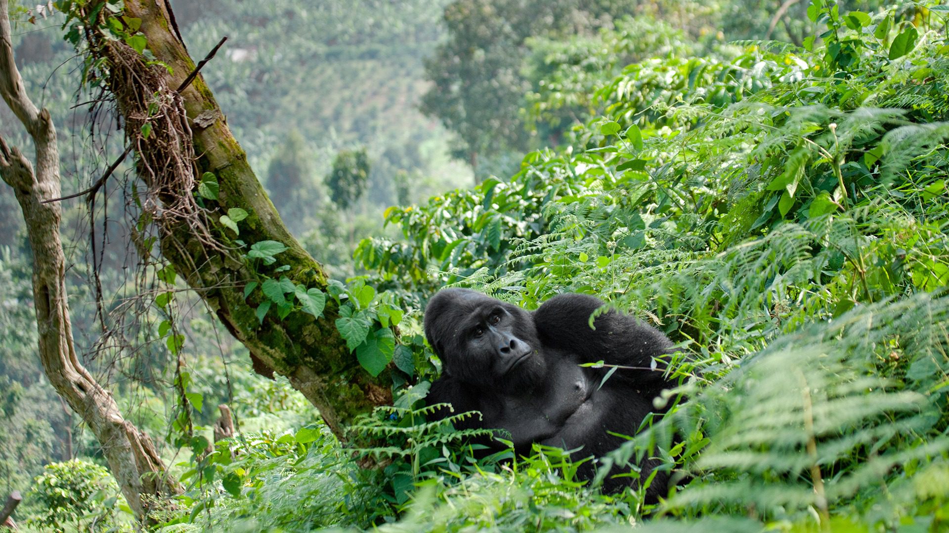 How Difficult is Luxury Gorilla Trekking