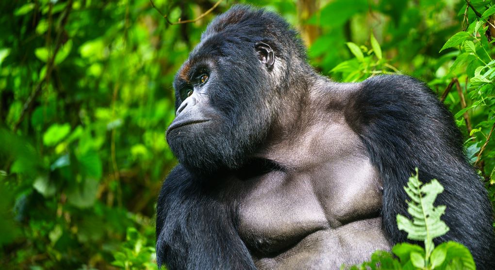 The Gorilla Trekking Rules for Luxury Travelers are far more than simple visitor guidelines; they are essential conservation tools that have played a significant role in the recovery and protection of mountain gorilla populations over the past several decades. Every rule, from maintaining a safe distance to limiting the time spent with gorilla families, has been carefully developed by conservation experts, wildlife authorities, veterinarians, and researchers to ensure that tourism contributes positively to gorilla survival rather than threatening it. These regulations help 