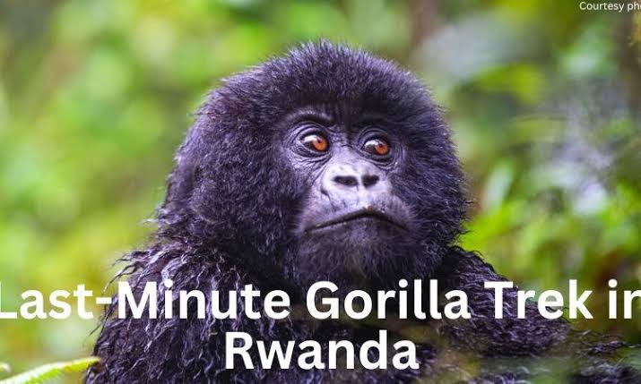 How Last Minute Luxury Gorilla Safaris Work