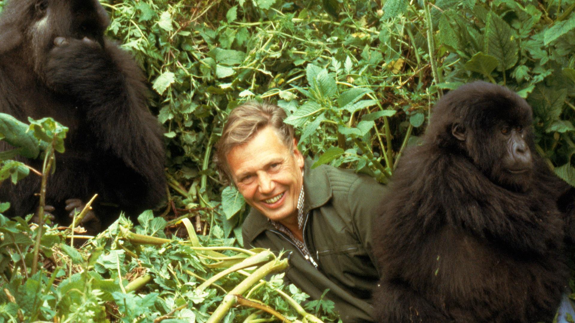 How Last Minute Luxury Gorilla Safaris Work