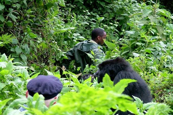 How the Custom Luxury Gorilla Safari Planner Works Step 1