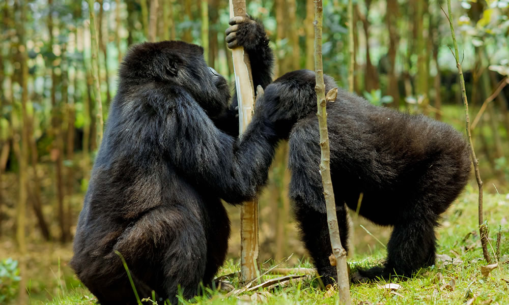 Luxury Gorilla Safari Planner Workflow