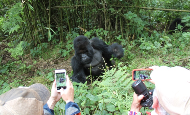 Best Luxury Gorilla Safari Discounts