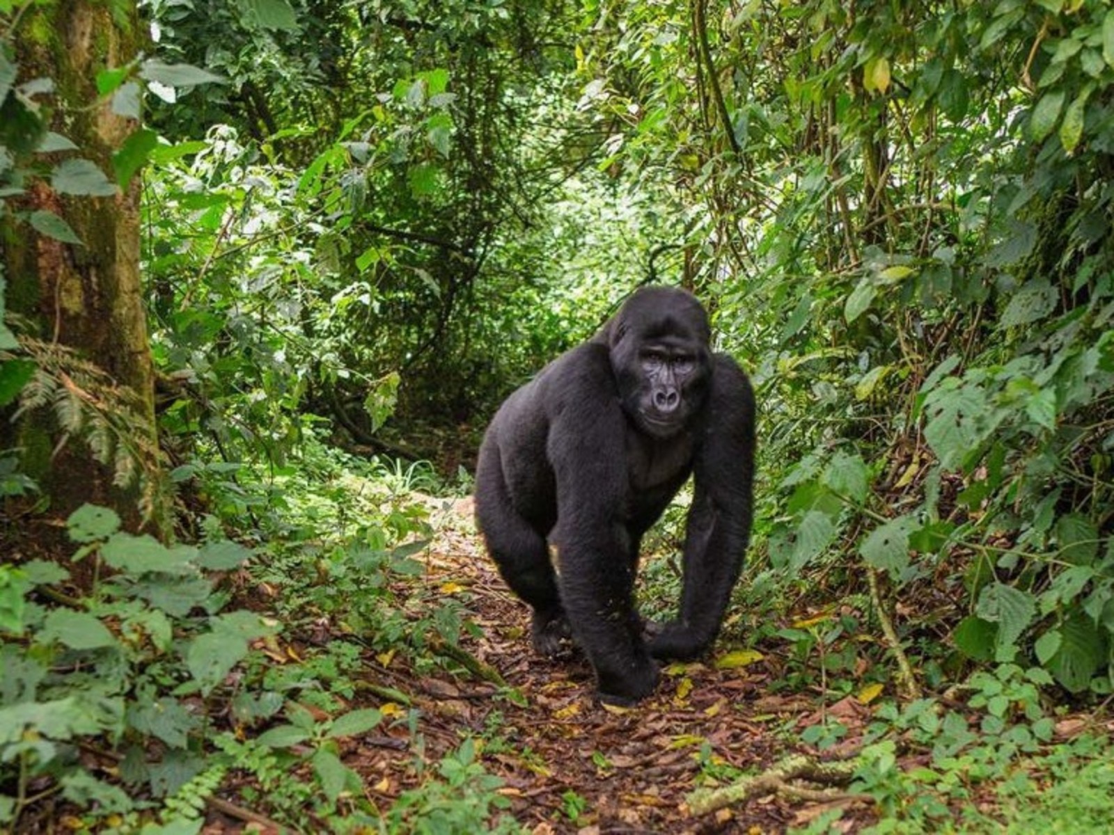 How to Secure the Best Luxury Gorilla Safari Discounts