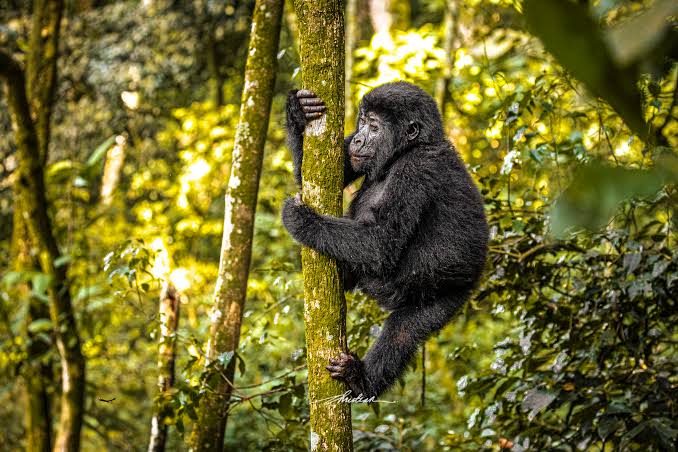 Luxury Gorilla Safari Discount Offers