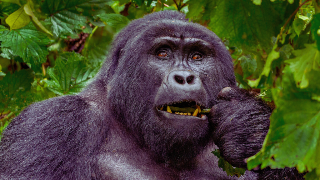 June to September Gorilla Trekking Guide