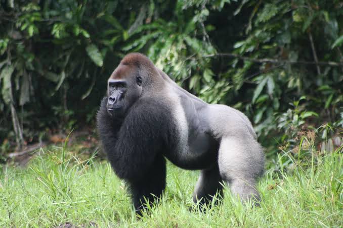 Congo Gorilla Trekking Kahuzi Biega