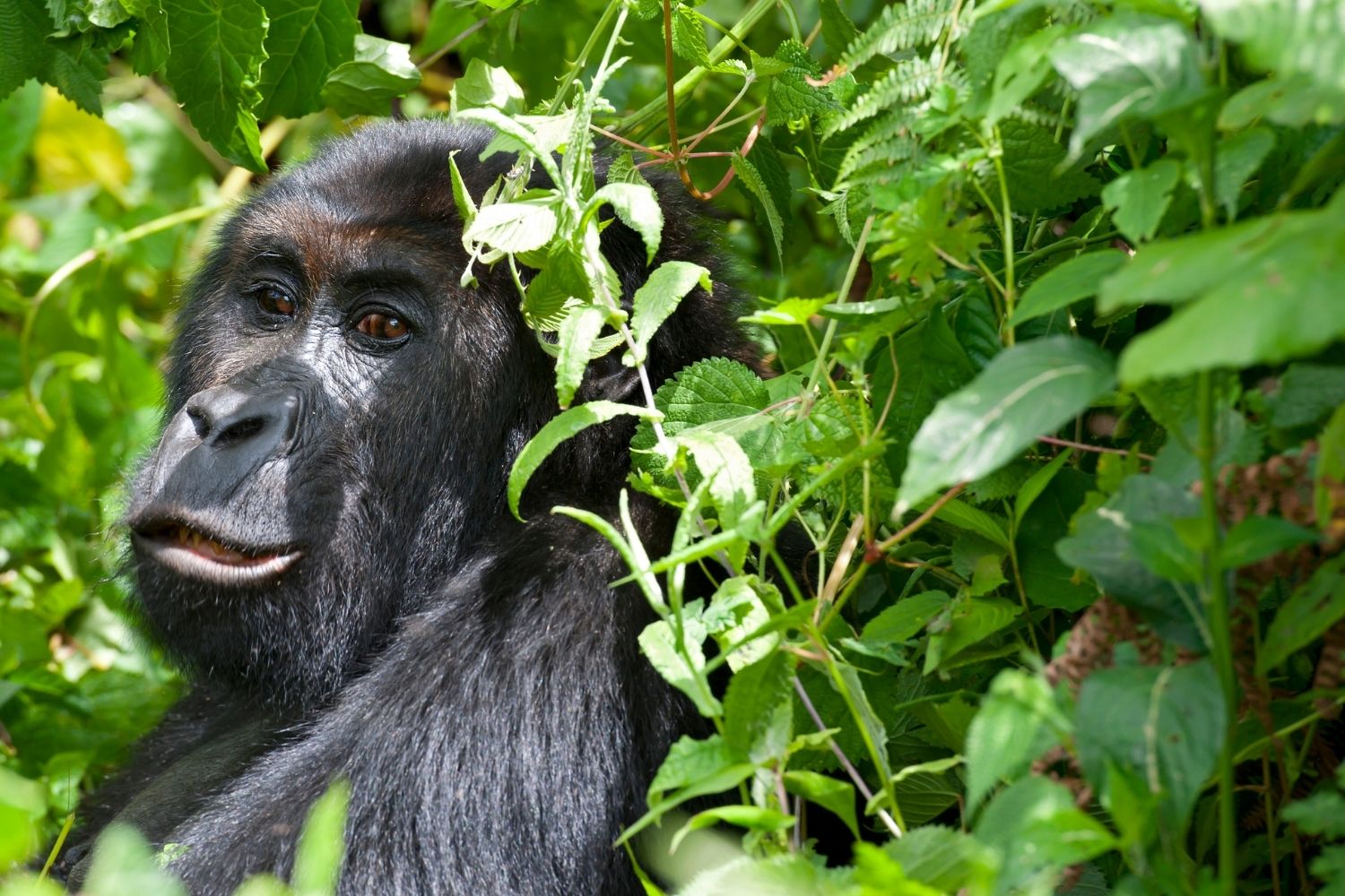 Kahuzi Biega National Park Congo Landscape