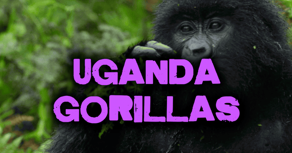 Last Minute Gorilla Permit Availability Checker