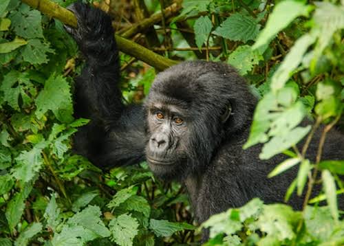 Last Minute Luxury Gorilla Safaris