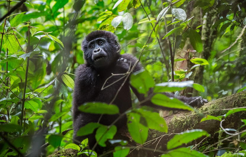 Last Minute Luxury Gorilla Safaris