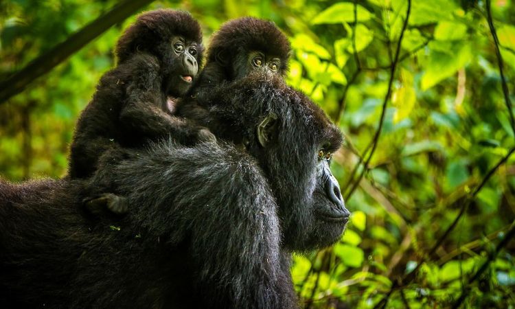 Last Minute Luxury Gorilla Safaris in Rwanda