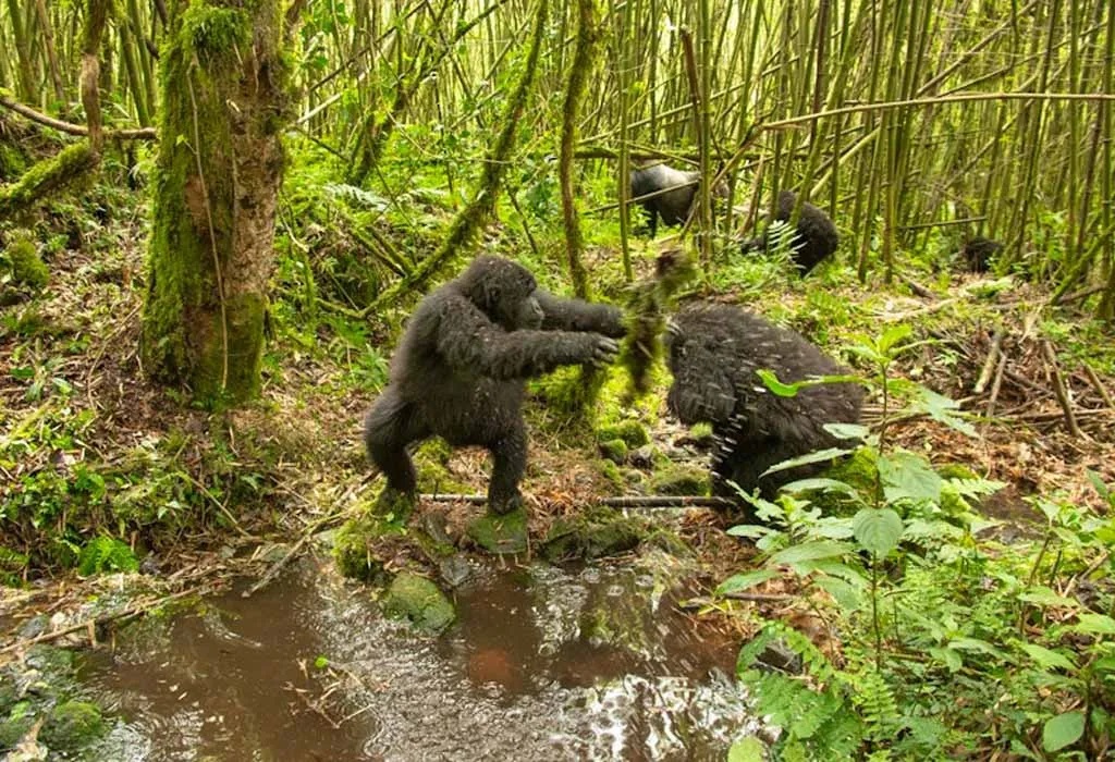 Last Minute Luxury Gorilla Safaris in Rwanda