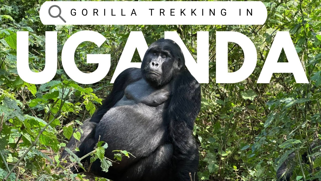 Last Minute Luxury Gorilla Safaris in Uganda