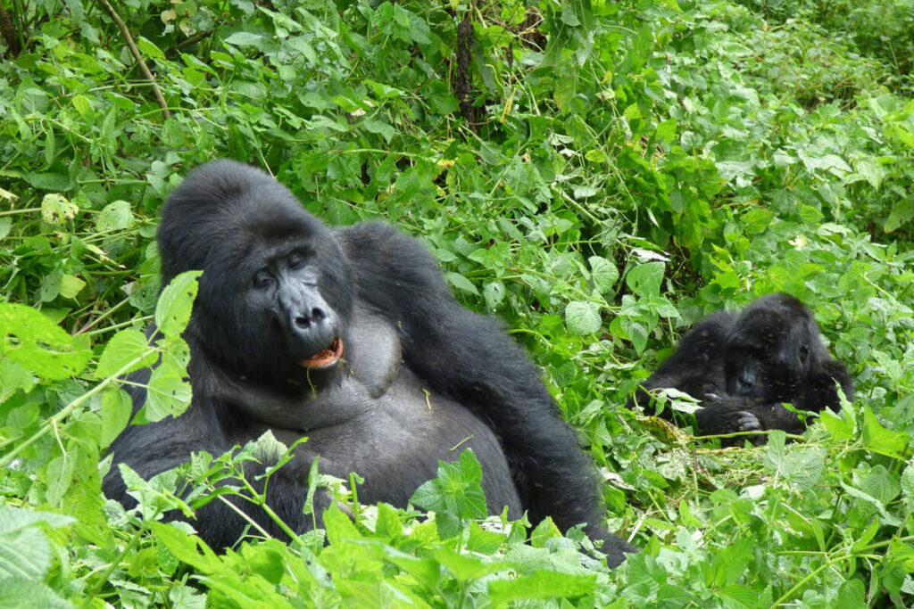 Last Minute Luxury Gorilla Safaris