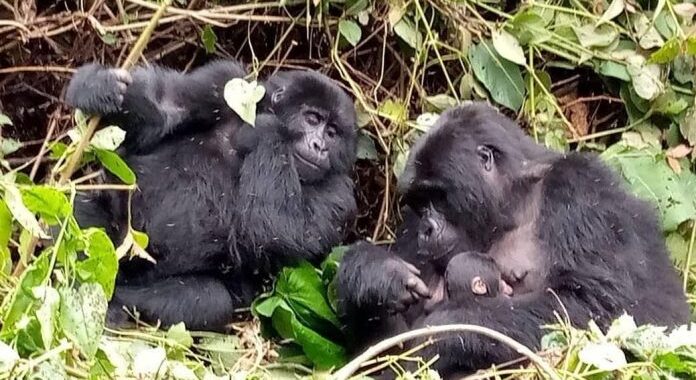 This time limit helps minimize stress on the gorillas while allowing them to continue their natural activities without prolonged human presence. Although one hour may seem brief, 