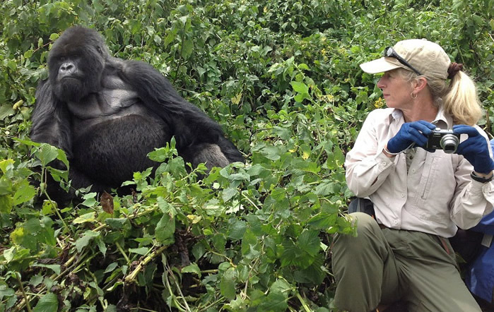 Guides possess extensive knowledge of gorilla behavior, rainforest ecology, and safety procedures. They also help visitors interpret gorilla interactions and understand th