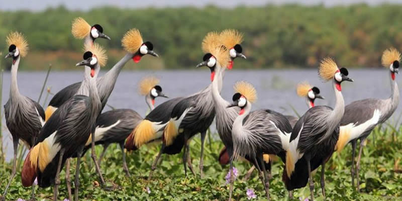 Exclusive Birding Safari in Uganda