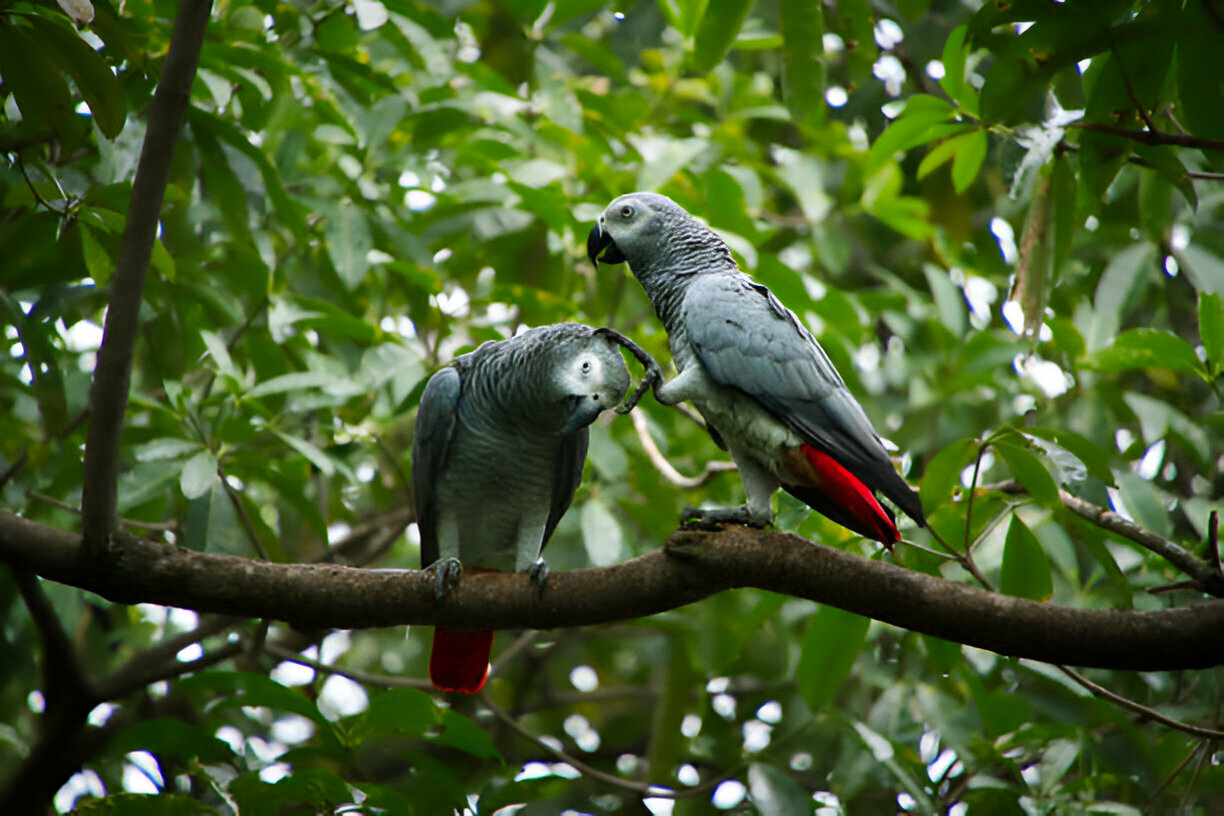 Luxury Birdwatching Safaris in Uganda